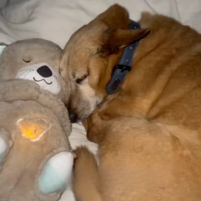 Kinova Calming Breathing Otter