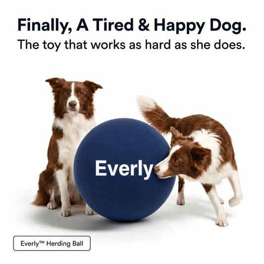 Everly Herding Ball